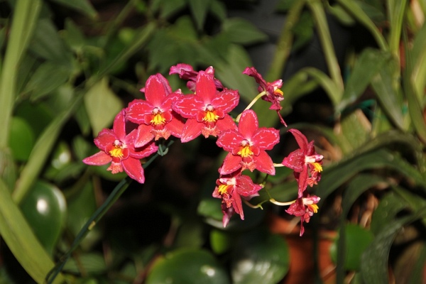 Phalaenopsis   064.jpg